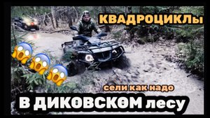 В ДИКОВСКОМ лесу на Квадриках
