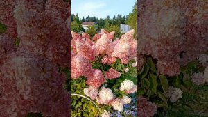 Как меняет окраску гортензия метельчатая Ванилла Фре?