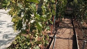 Нужно ли поливать виноград во время созревания ягоды?