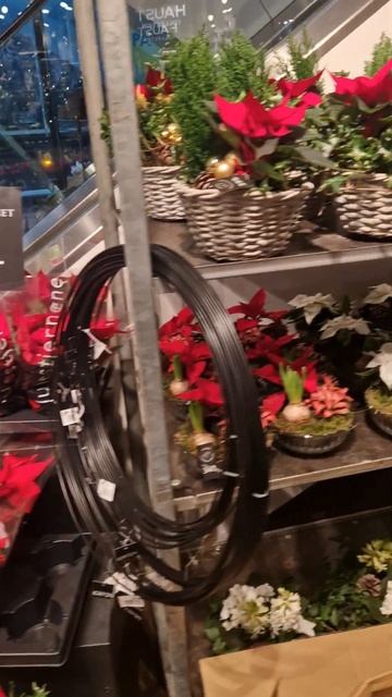 КАКИЕ ЦВЕТЫ НОРВЕЖЦЫ ДАРЯТ НА РОЖДЕСТВО🇧🇻 смотреть онлайн