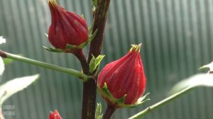 Каркаде (гибискус суданский или суданская роза или ро?