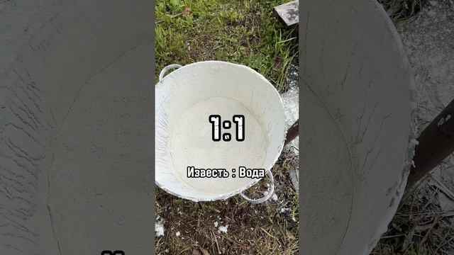 как быстро побелить деревья