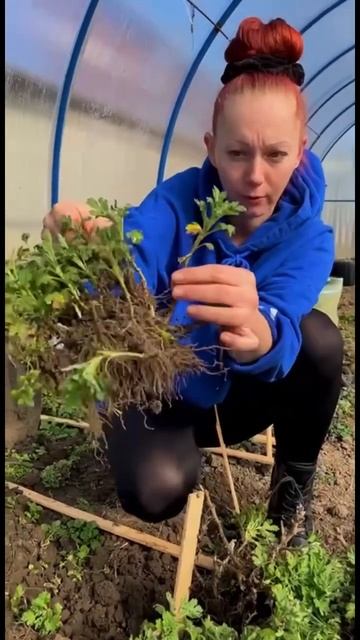 #хризантема #хризантемамультифлора #многолетники #кра смотреть онлайн