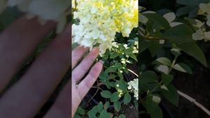 Метельчатая гортензия "Сандей фрайз"- июль 2024г.