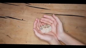 как взять хомячка на руки