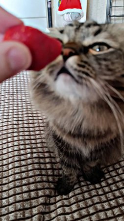 Клубника и Кот 🍓