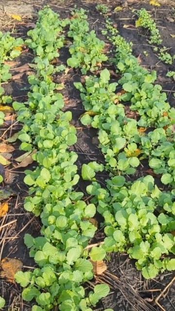 Сидерати збагачують землю ! #город #сад #земля#грунт#ро смотреть онлайн