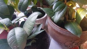 Режу кактусы,фикусы хорошо укоренилась в вермикулите