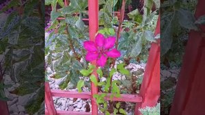 Первый цветок у клематисa Солидарность (Solidarnosc).🌺