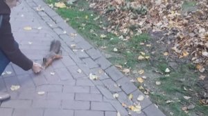 Белочка - 3 (03.10.2023 г.)