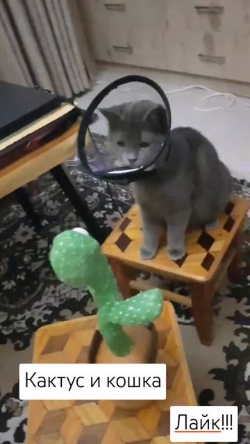 **«Кот vs Кактус: битва за территорию!»** 🐱🌵⚔️   #кот_и_?