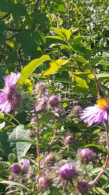 Новые цветы и новые бабочки. 17 сентября 2024 г. смотреть онлайн