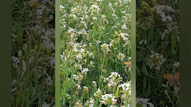 ПРЕКРАСНАЯ ПРИРОДА!ЦВЕТЫ,БАБОЧКИ!#красотыприроды#кра?