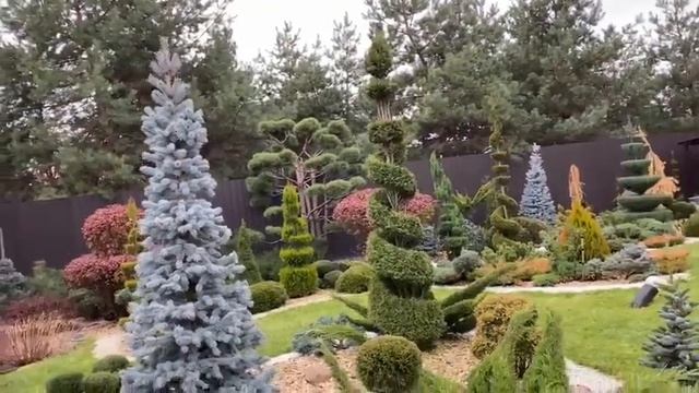 Красивые Ели 🌲🌲 #елка #хвойныйсад #россия #узбекиста?
