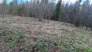 Пошли в лес за пистиками, Пермь. 7 мая 2025