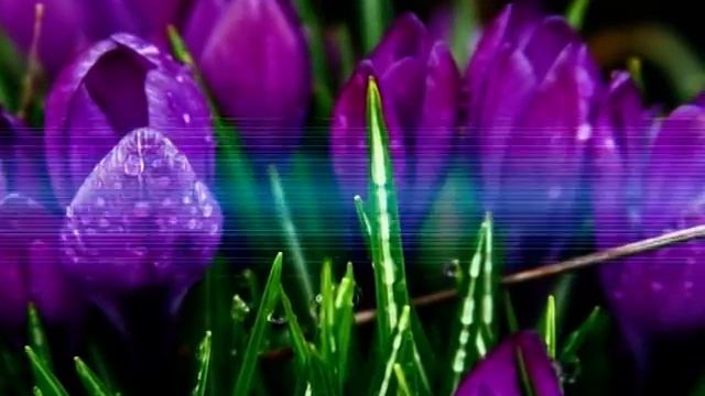 Юру с днём рождения!.mpg смотреть онлайн