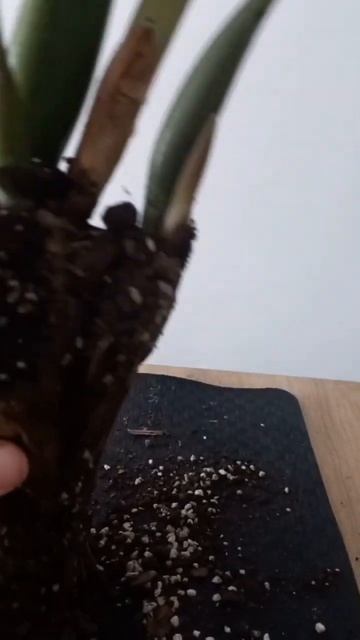 Я достала его из СТЕКЛА.  Замиокулькас в закрытой сист?