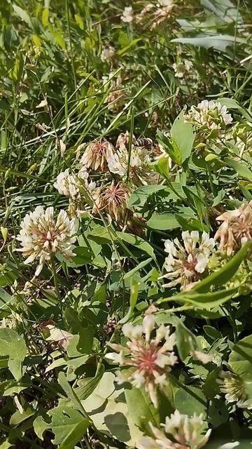 Пчела не знает что сегодня суббота выходной день. Что ? смотреть онлайн