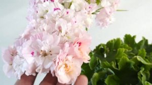 #50. Lili's Fiona - сорт пеларгонии