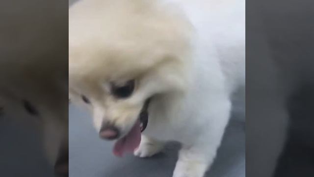 Груминг Шпица