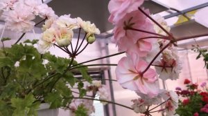 Обзор сортов СиМ: Харизма, Благородная Барышня, Заветн
