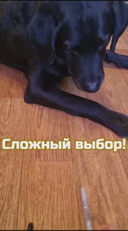 Такой умный пёс!