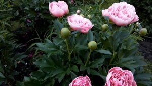 Пионы Памяти Гагарина, Walter Mains, Festiva Maxima, Etched Salmon, Coral Charm,