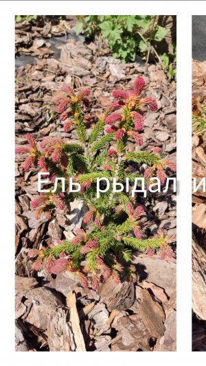 Ель Рыдал и Ред мен, "цветение" елочек