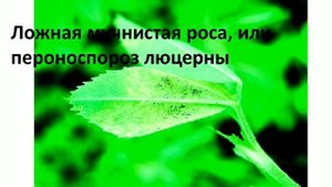 Люцерна и её болезни