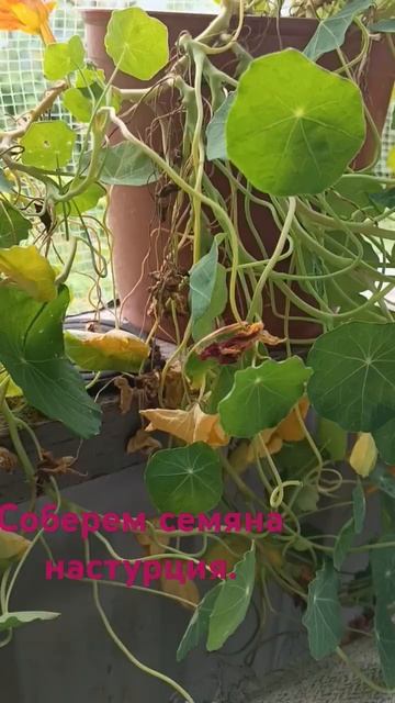 Соберем семена настурции. #продажа #живыецветы #розы #ga смотреть онлайн