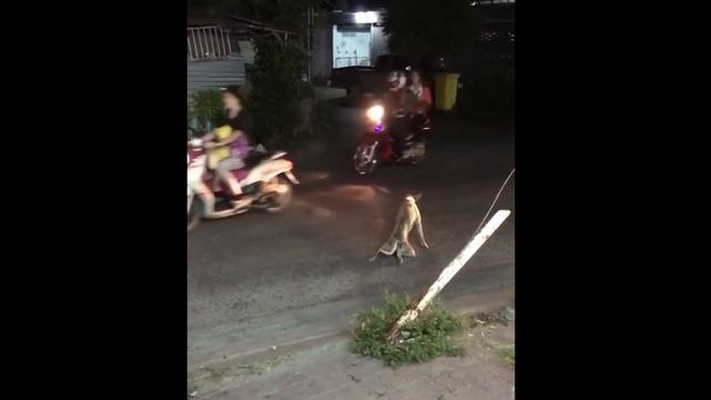 Dogs Funny Videos | 狗狗的搞笑视频 | ПРИКОЛЫ С ЖИВОТНЫМИ ДО СЛЕЗ - собаки, таксы смешные