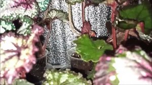 СИНИЕ Бегонии 🌺 ОБМАН или РЕАЛЬНОСТЬ⁉️