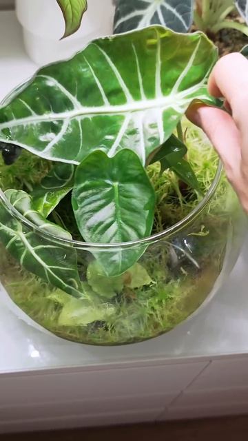 Волшебный горшочек с Алоказиями #plants #растения #комнат