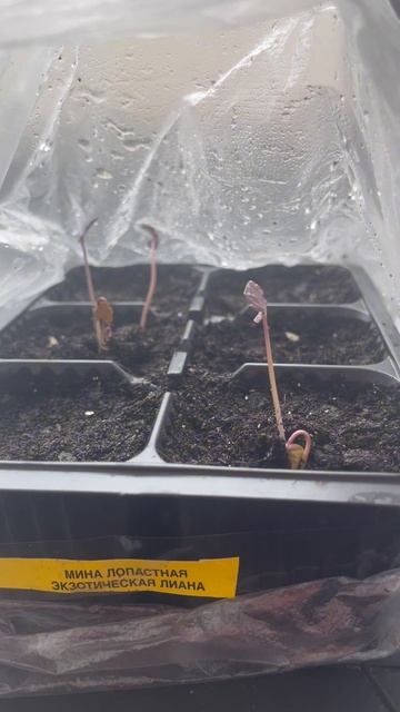 Растение для вертикального озеленения #рассада #лиана смотреть онлайн