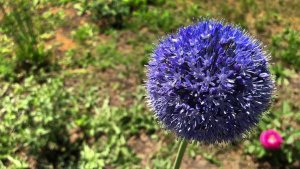 МНОГОЛЕТНИЕ весенне-летние ЛУКОВИЧНЫЕ растения в нашем саду.
