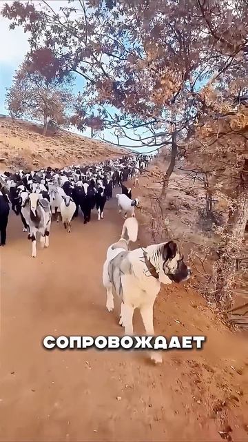 Дагестанская собака РАЗРЫВАЕТ волков 😳🐕