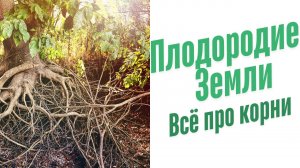 Все про корни.