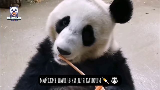 Майские шашлыки для Катюши 🍢🐼