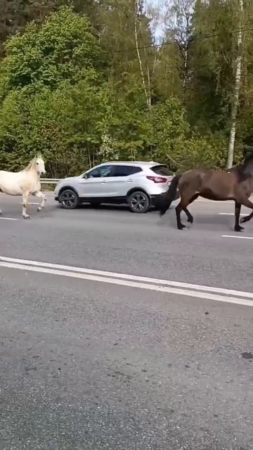 🐎Две лошадиные силы замечены на трассе под Воскресенском🐎