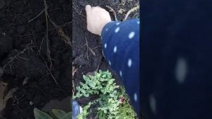 Вегетативные георгины нарастили хорошие корни.