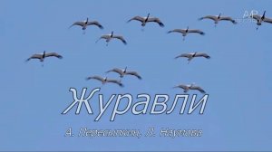 Журавли