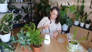 Папоротники, которые не вянут! Секрет простого полива