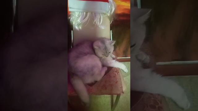 #так хочется жить#жмть#мир#любовь#прощение#кофе#древо#? смотреть онлайн