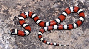 Королевская змея – пожиратель самых ядовитых сородич