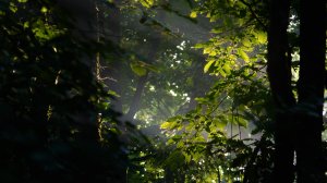 Звуки летнего леса / АСМР / Для медитаций / Звуки птиц  /  эпизод 2 / 1 час