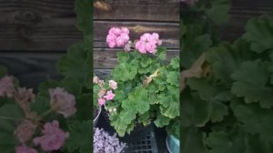 Старые розебудные пеларгонии