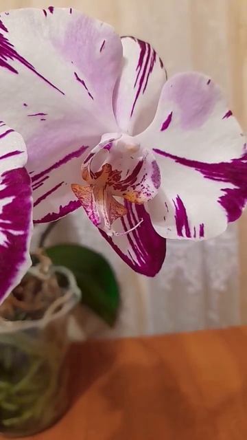 Орхидея Мейджик Арт смотреть онлайн