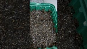 САЖАЮ РОЗУ ИЗ СЕМЯН. ПОСМОТРИМ ЧТО ПОЛУЧИТСЯ #розы #роз