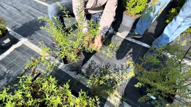 Обрезка спиреи грифшейм. Садовый Центр "Зеленый Дом" смотреть онлайн