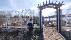 как посадить и обрезать растение Юкка